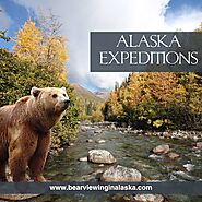 Alaska Bear Watch Tours: The Best Place to Sight Bears Easily | by Mel Erickson | Jul, 2024 | Medium