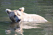 Alaskan Brown Bear Viewing by Bearviewinginalaska.com