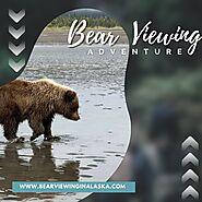 New Bear Watch Tours in Alaska Promise Unforgettable Wildlife Encounters