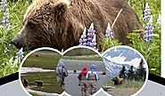 Bear Watching Tours in Alaska: 5 Tips for First Timers