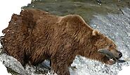 What is the best Alaska bear-watching tour?
