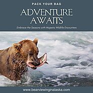 How to get a glimpse of great bears of Alaska with bear watch tours? | by Mel Erickson | May, 2024 | Medium