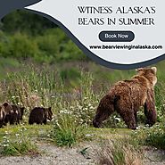 Multiple ways for brilliant Bear watching in Alaska