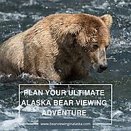 Mountain Bear Watching in Alaska at Its Best