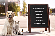 8 Main Benefits of CBD Hemp Oil For Pets – My Vet Page