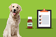 What You Need to Know Before Giving Your Dog CBD Oil – My Pets City