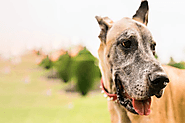 Senior Dog Care: How CBD Can Help With Senior Dog Health Problems? | King Kanine