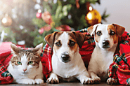 Pet safety tips for the Christmas Holidays and New year