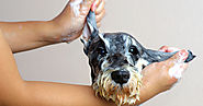 Try These Professional Dog Grooming Products for Your Pet