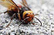 Japanese/Asian giant hornet