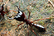 Driver ant