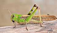 Locust/grasshopper