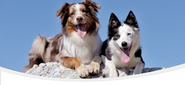Puppy & Dog Training Videos | Dog Training Online