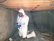 Mold Removal Services - ECOS