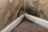 Mold Clearance | Health & Safety Is Our #1 Priority In Mold Removal