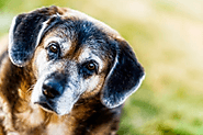 5 Surprising Senior Dog Care Tips | King Kanine