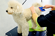 Dog Hair Brushing Tips You Need to Master - Animals Time