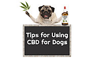 Important Tips for Using CBD for Dogs | The Marijuana Times