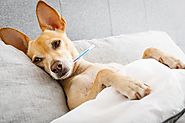 Can Dogs Catch the Flu? 5 Things Every Pet Owner Should Know | King Kanine