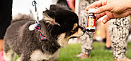CBD Oil For Dog: Everything You Need to Know