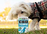 7 Most Effective Benefits of CBD Oil For Pets