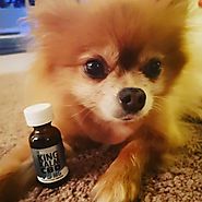 Do You Know CBD Oil Can Help Dogs With Joint Pain & Arthritis?