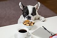 Foods That are Poisonous to Your Dog - The Daily Bark