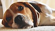 Easy Tips To Help Your Dog Lose Weight - The Daily Bark