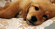 National Pet Owners Association - Dog Care | Dog Health Care