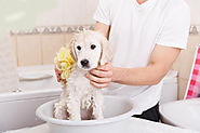 National Pet Owners Association - Dog Bath