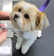 National Pet Owners Association - Dog Haircut