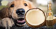 National Pet Owners Association - Coconut Oil for Dogs