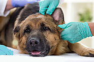 National Pet Owners Association - Dog Ear Infection