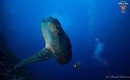 Vivez des moments intenses avec les Mola Mola Bali | Chambre - Hotte