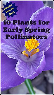 Early Spring Flowers At Online Garden Center