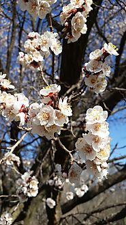 Growing Apricots At Online Garden Center