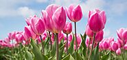 Best Tulip Festivals in the U.S | Cheapfaremart