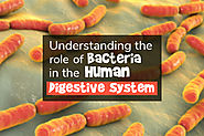 Understanding the Role of Bacteria in the Human Digestive System – Probiotics Foods