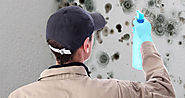 Black Mold | Call 888-375-3267 To Kill Black Mold Safely & Quickly