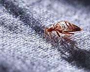 Bed Bugs Treatment Melbourne - Effective Bed Bugs Treatment Melbourne