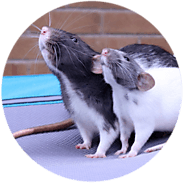 Rat Control Melbourne - Rat, Mice Treatment Melbourne