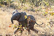 6 Day Kruger Safaris - #1 Kruger National Park Safaris