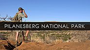 Pilanesberg Safaris - 17+ Best Pilanesberg Tours and Safaris to Choose!