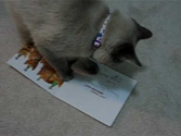 Kitty with musical birthday card