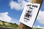 How to Find Your Lost Dog