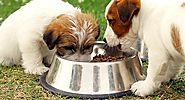 How Little And How Much To Feed A Dog ?