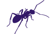 Ant Control - Ant Pest Control Glen Waverley, Mount Waverley