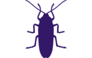 Cockroach Control - Pest Control Glen Waverley, Mount Waverley