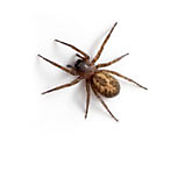 Spider Pest Control Melbourne - Positive Pest Solutions
