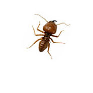 Termite Inspection Melbourne | Termite Treatment Melbourne
